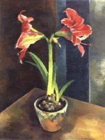 Amaryllis, um 1939